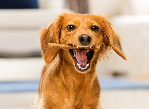 Keeping Calm and Chewing On: Why Munchy Rawhide Sticks Are Perfect for Small Dogs