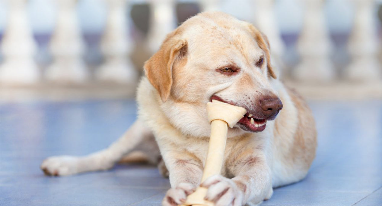 Dog Dental Health