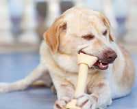 Dog Dental Health