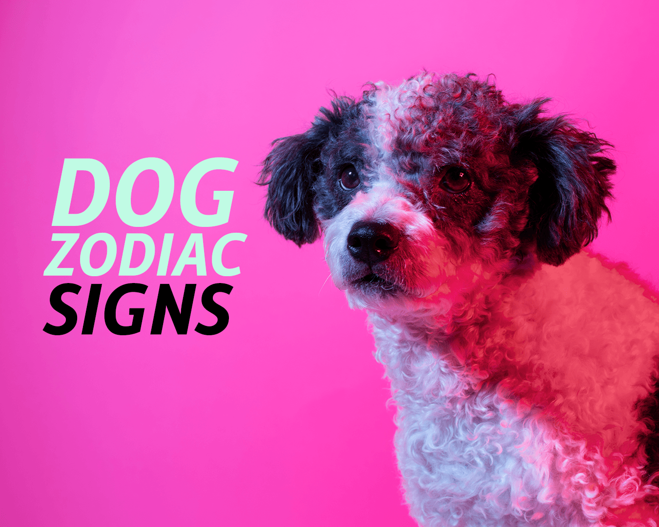 DOG ZODIAC SIGNS!