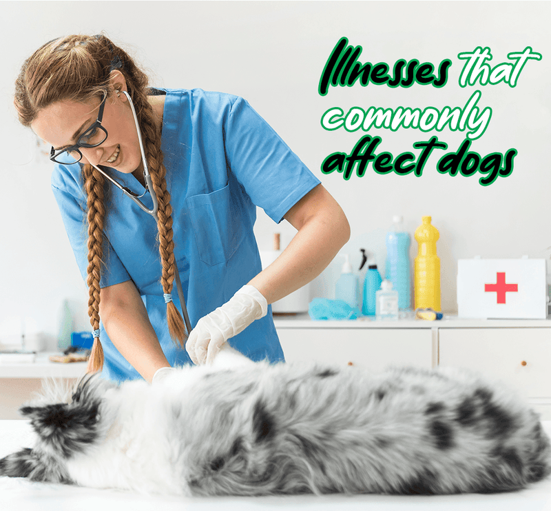 These are some of the most common dog illnesses...