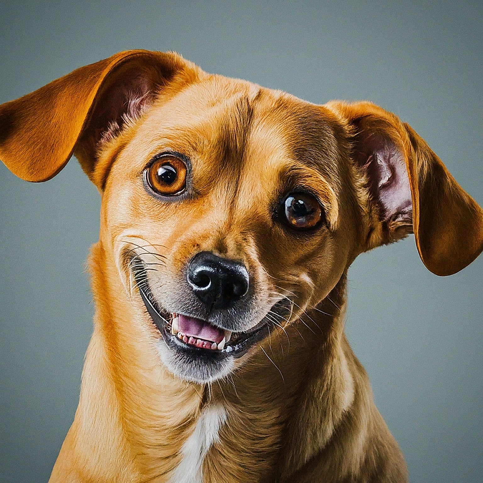 A small dog with a big, happy grin, its tongue lolling out in delight.