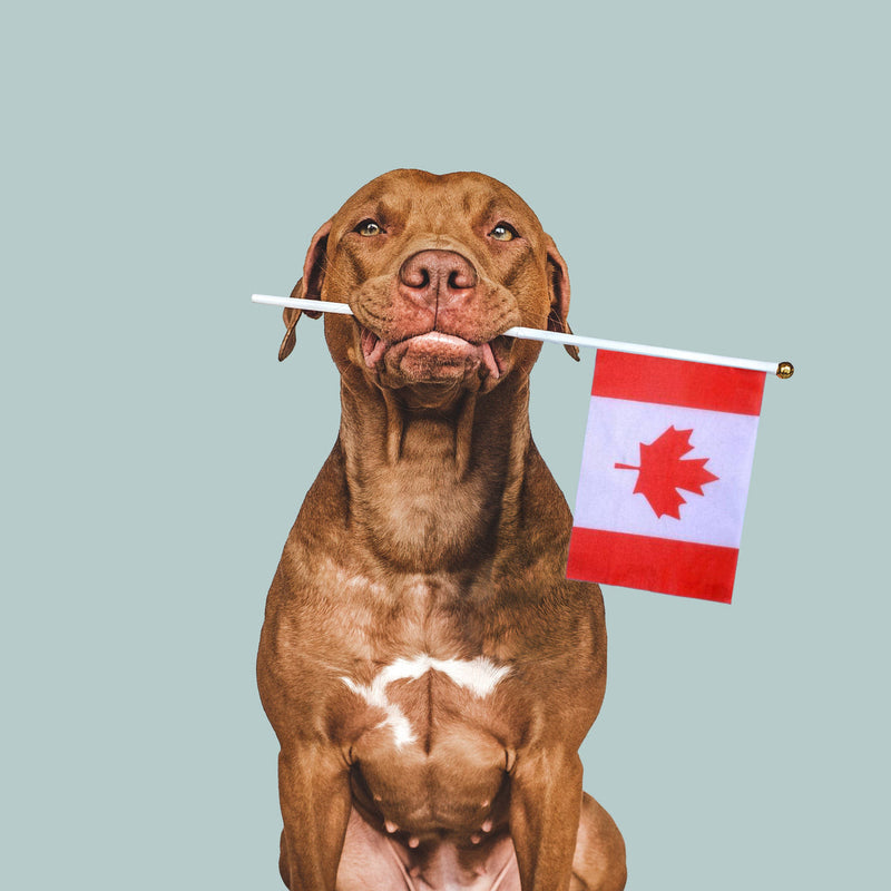 Attention Canada! Canine Chews 10-11" Retriever Rolls: Premium American Beef Hide 20 pack is Available in Canada Soon!