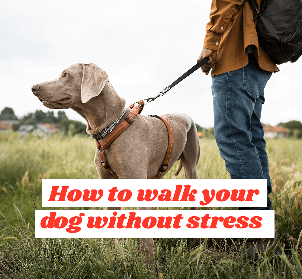 How to walk your dog without stress