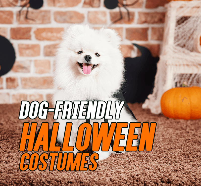 Dog-friendly Halloween costumes