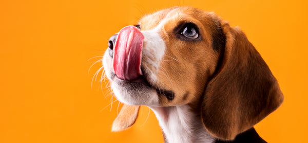 Unleash Happiness: Affordable and Nutritious Treats for Your Pooch from Canine Chews