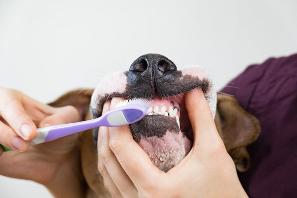 A Definitive Guide to Canine Dental Health and the Power of Rawhide Chews
