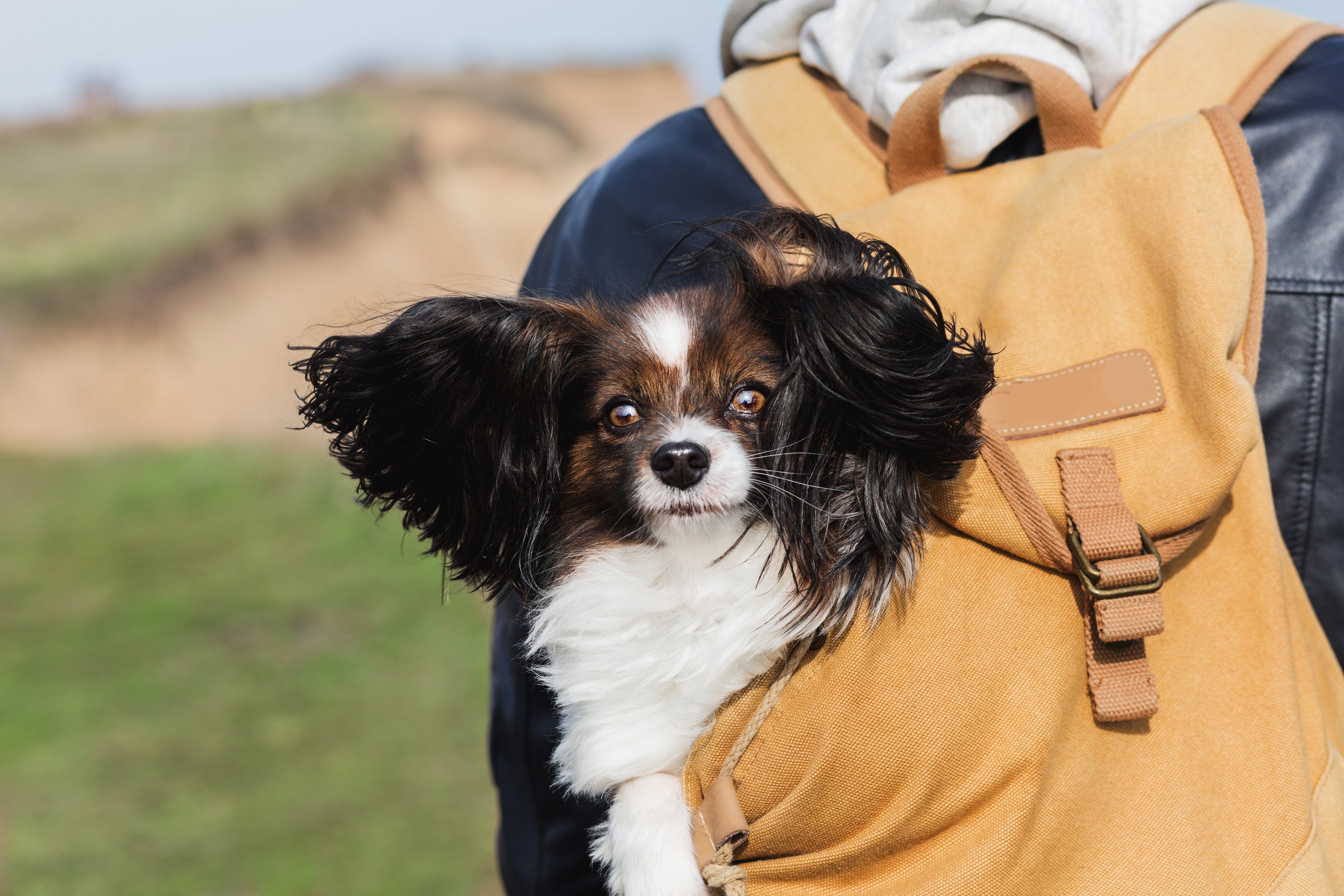 Hiking Adventures with Your Best Friend