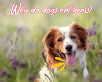 Why Dogs eat grass?