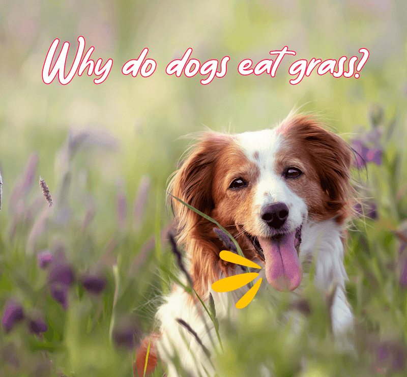 Why Dogs eat grass?