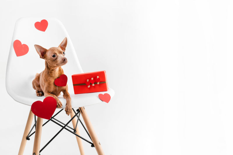 Celebrating Love: Valentine's Day Treats for Your Furry Family
